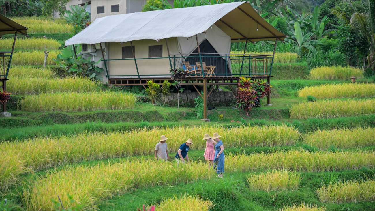 Organic rice farming at Kaura Bali